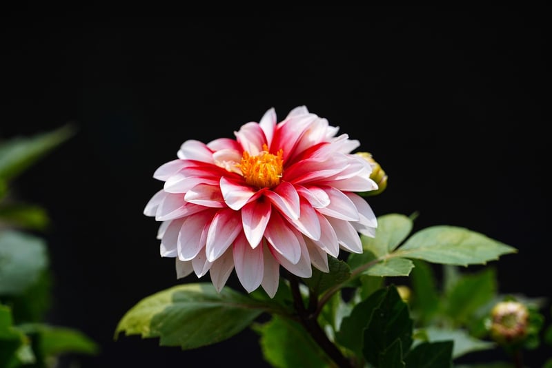 Garden Event Image
