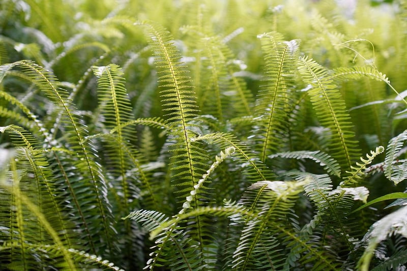 Indoor Plants