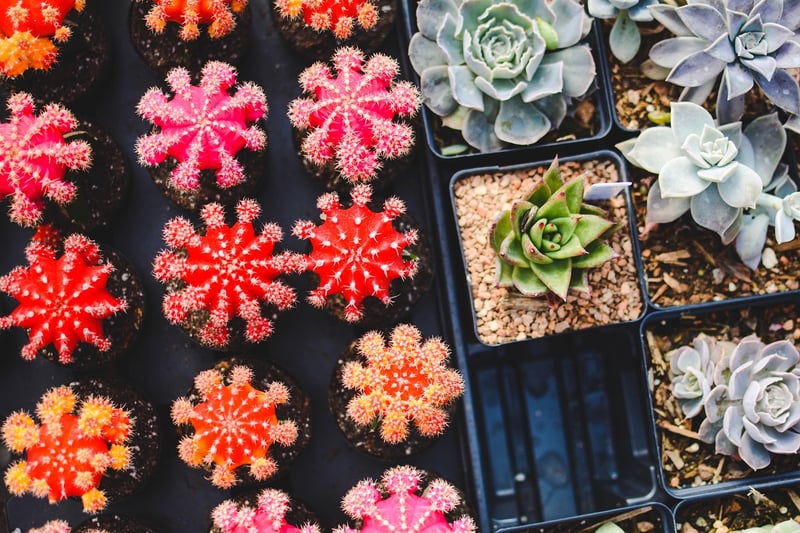 Succulents